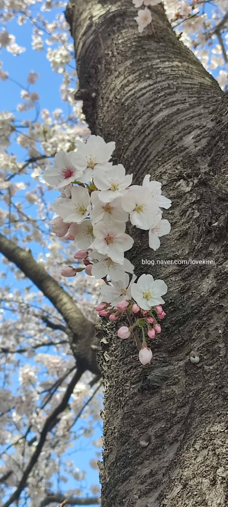 봄의 환희를 느끼는 벚꽃축제 순천 여행, 추억에 남을 최고의 숨은 명소