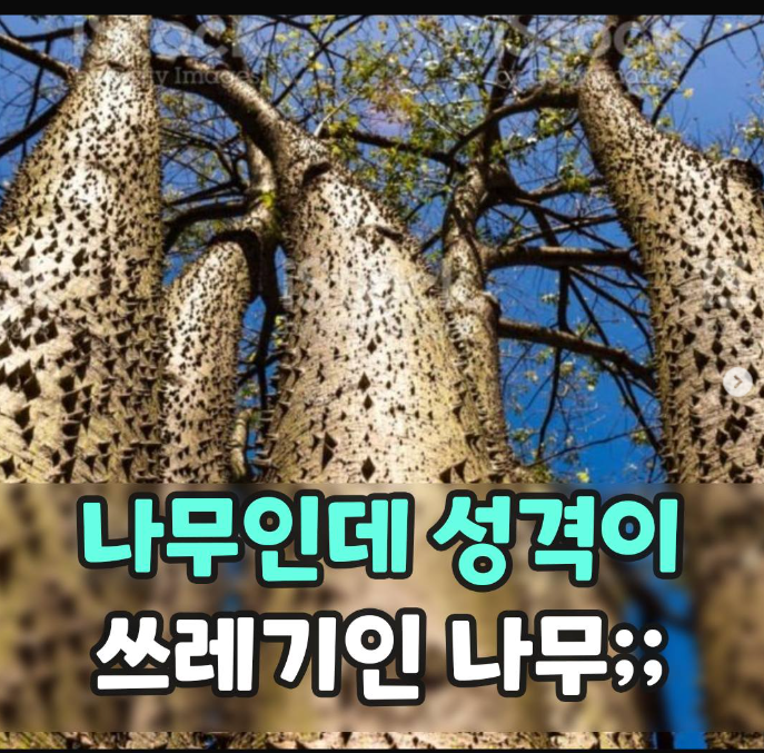  나무인데 성격이 쓰레기인 나무