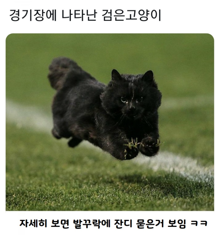 경기장에 나타난 검은 고양이