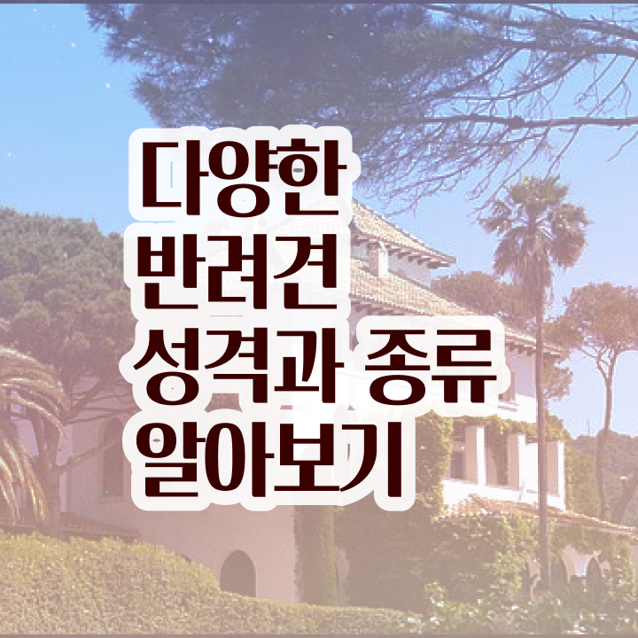  대구 강아지 훈련사 , 반려동물관리사 자격증 온라인 단기로 취득한 방법과 후기 , 커리어 활용 방안
