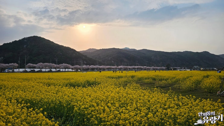  삼척 맹방 유채꽃 축제 사방이 꽃향기 가득한 꽃밭