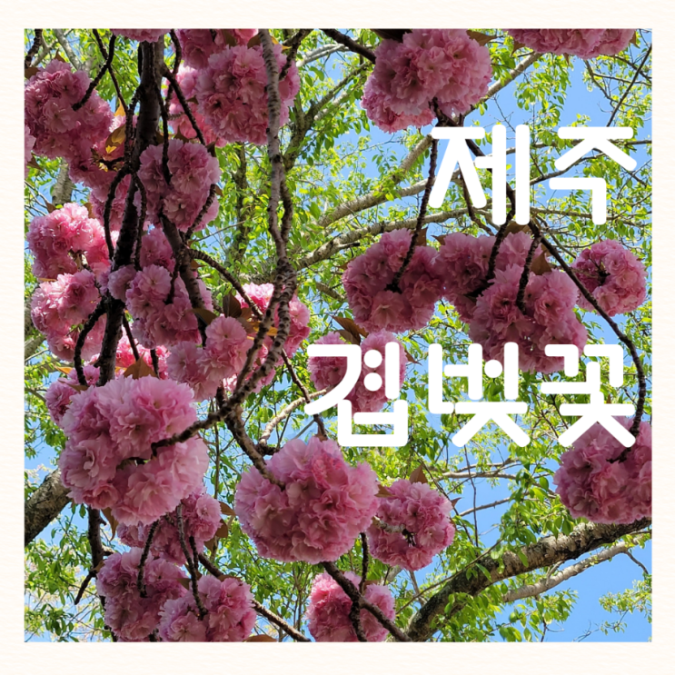  오라cc겹벚꽃 제주 겹벚꽃 개화시기 명소 감사공묘역 하잣성