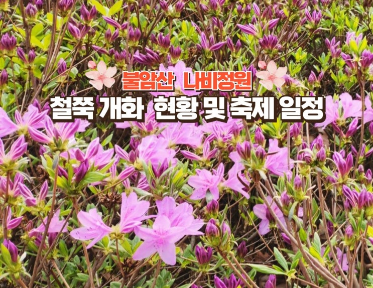  불암산 나비정원 철쭉동산 개화 현황과 힐링타운 철쭉축제 일정 및 주차장