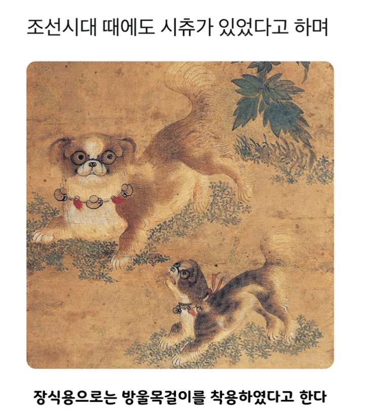  시츄가 조선시대에 있었다고?
