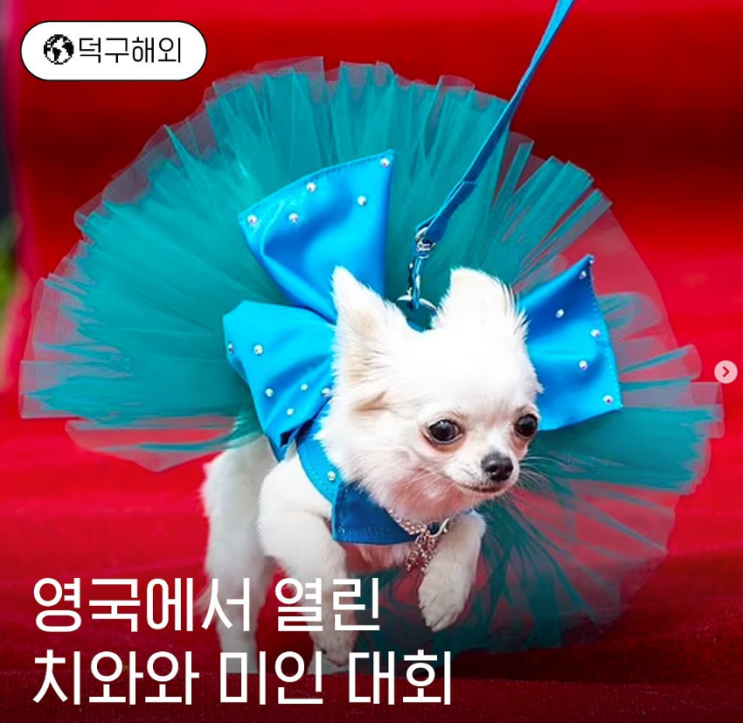  영국에서 열린 치와와 미인 대회