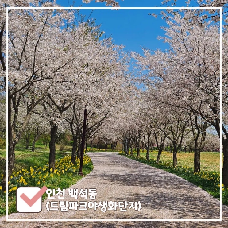  서울 근교 한적한 벚꽃 명소 : 도심 속 힐링 드림파크 야생화단지