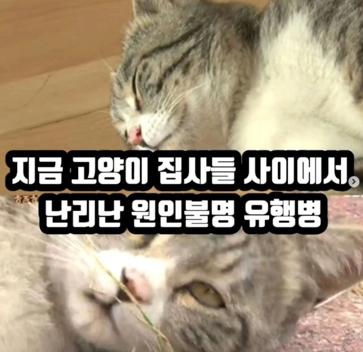  <<긴급>> 고양이 집사님들 조심하세요! 원인불명 유행병