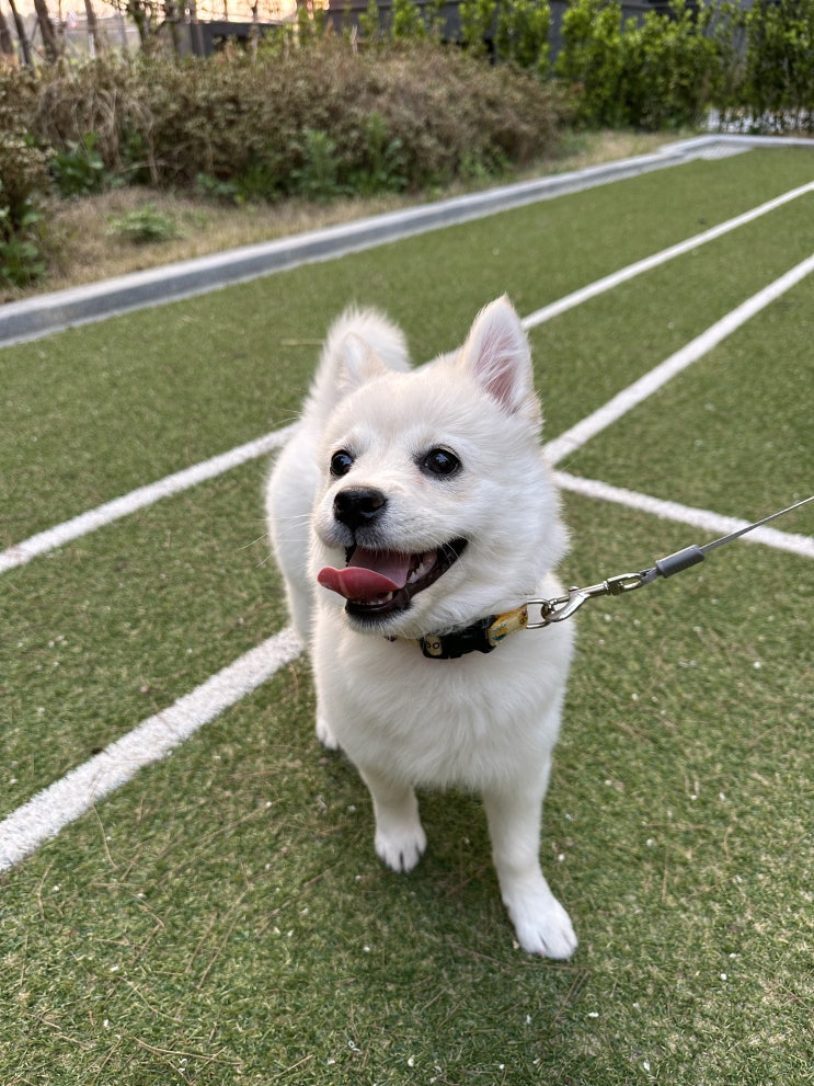  개 산책시키는 봄 일상