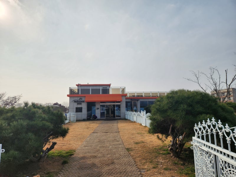파라다이스독
