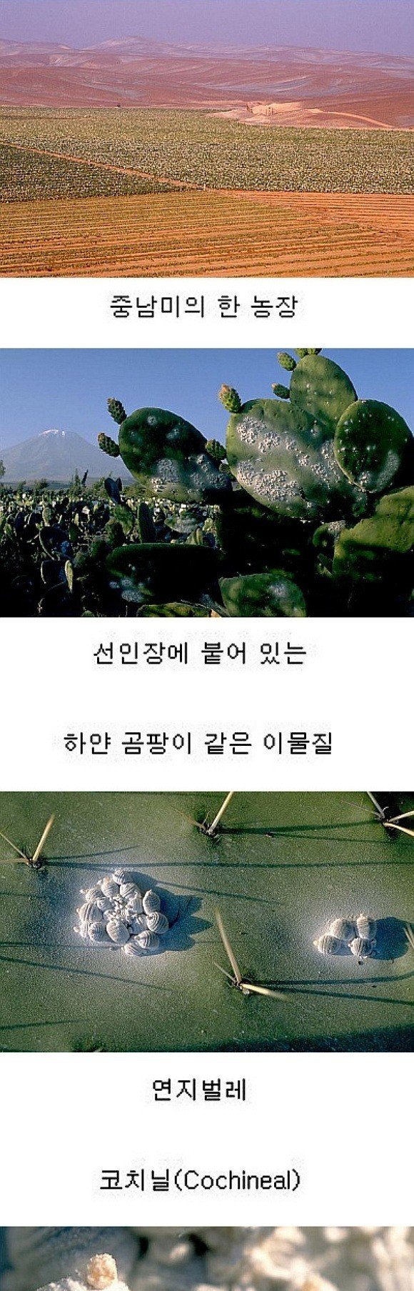  딸기우유의 색을 내는 색소