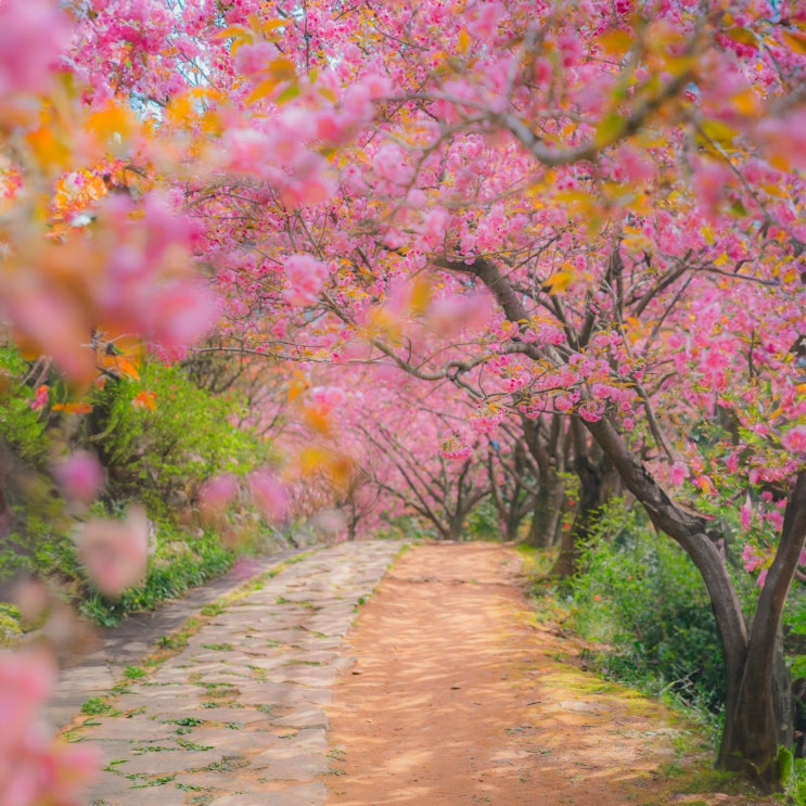  전북 전주 겹벚꽃 명소 완산공원 칠봉꽃동산 실시간 개화시기
