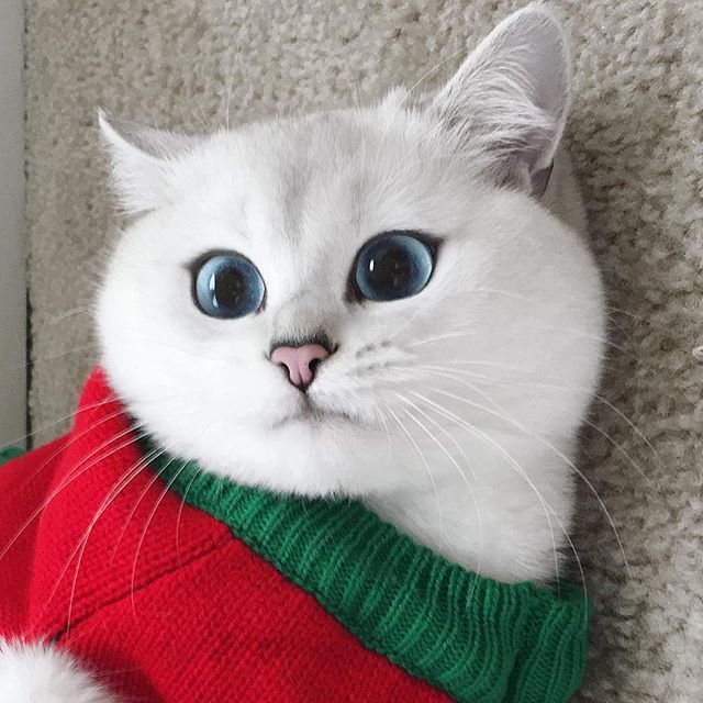  신비로운 눈동자