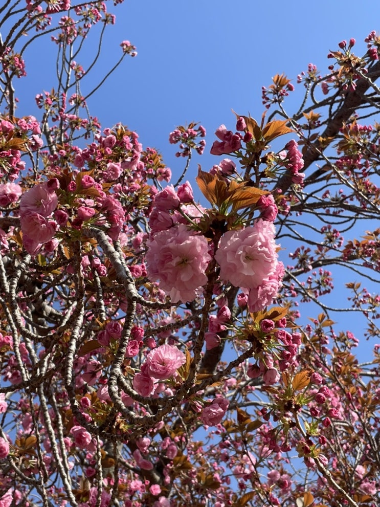  경주 겹벚꽃 실시간 개화현황 불국사 겹벚꽃 명소 위치