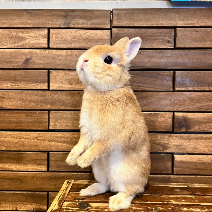  [일본] 오사카 교바시역 토끼 카페 미미라핀 mimi lapin