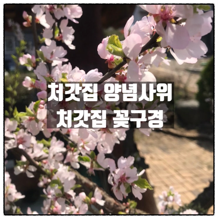 처갓집양념사위 옥천 군북면 처갓집 봄꽃구경 제대로 함 처갓집양념사위 옥천 군북면 처갓집 봄꽃구경 제대로 함