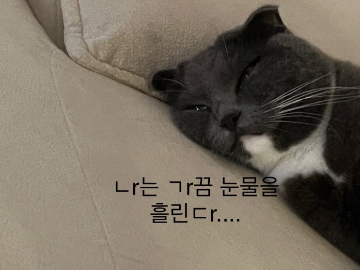  알리익스프레스 지그비 플러그 교체기 2(리피터 사용 방법 및 설치 후기)