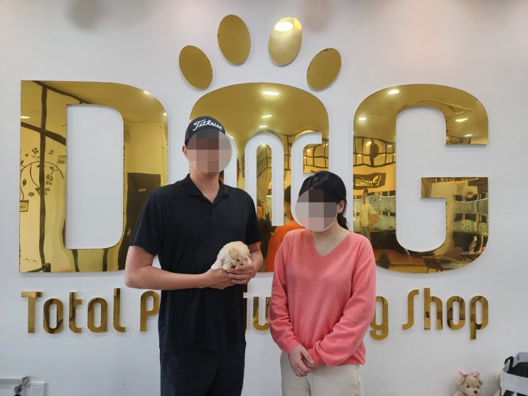  "크림색 털이 매력적인 세종 크림 토이 푸들 분양"/세종 최대규모 강아지 분양 전문샵 / 원독/ 크림토이푸들 /세종시 애견샵 세종시 강아지분양