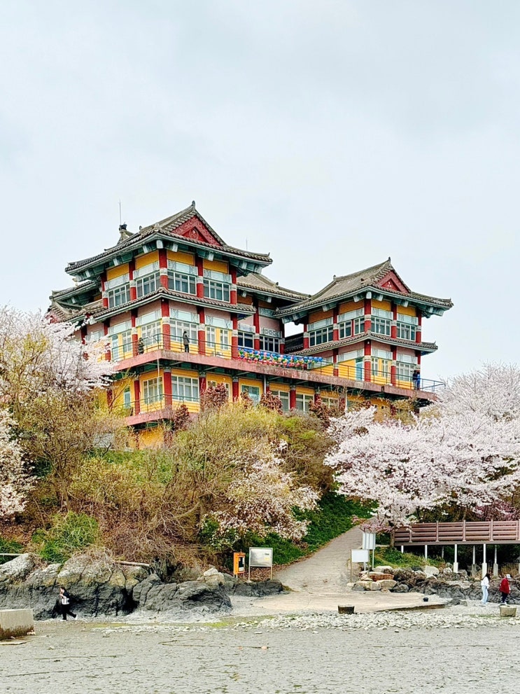  태안 애견동반 여행 안면암 벚꽃 바다가 보이는 절 강아지랑 갈만한곳
