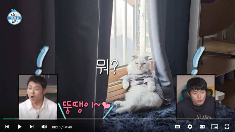 나혼자 산다 안재현편 - 고양이 안주 너무 귀여워~~ 취미 누워있기, 특기 귀엽기!! 품종/ 반려....