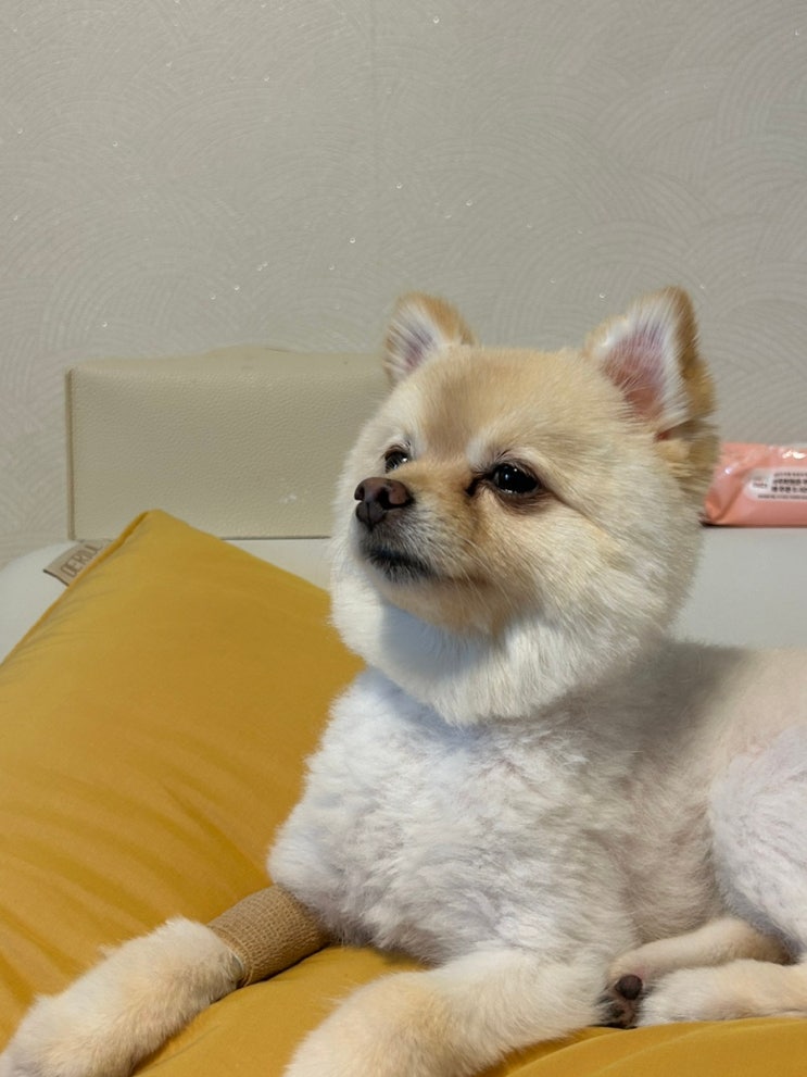  강아지 췌장염 당일퇴원 하고 왔어요