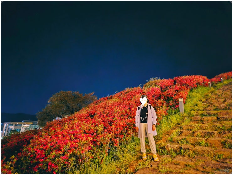  고창읍성 맹종죽림아트쇼_ 고창 가볼만한곳 벚꽃 철쭉 야경 명소 feat 금토끼야시장