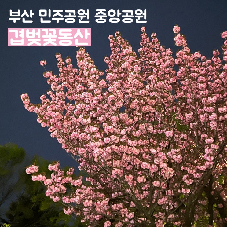  [부산] 민주공원 중앙공원 겹벚꽃동산 야경/실사 및 주차, 야간산책하기 좋은 곳