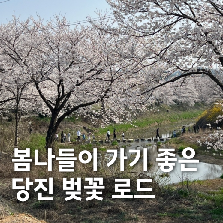  봄나들이 가기 좋은 당진 벚꽃 로드 '순성 벚꽃길'