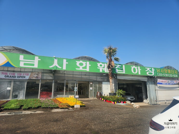  용인 남사화훼집하장(단지)로 봄꽃 나들이 다녀왔습니다