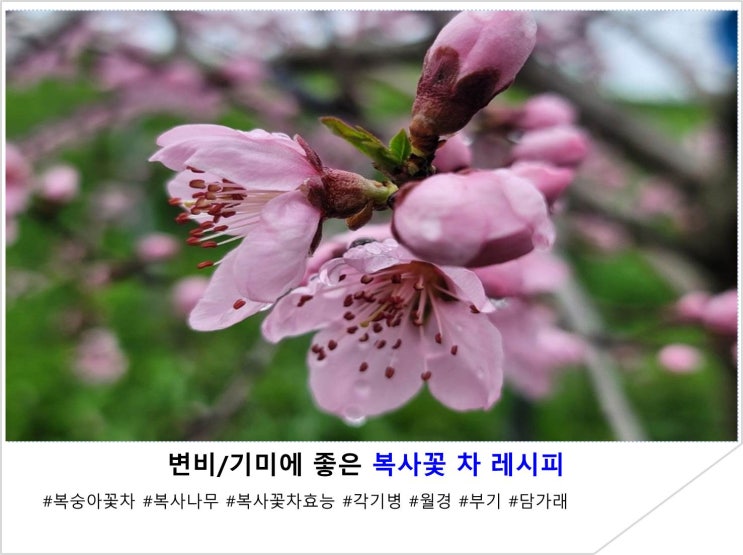  변비/기미에 좋은 복사꽃 차 레시피