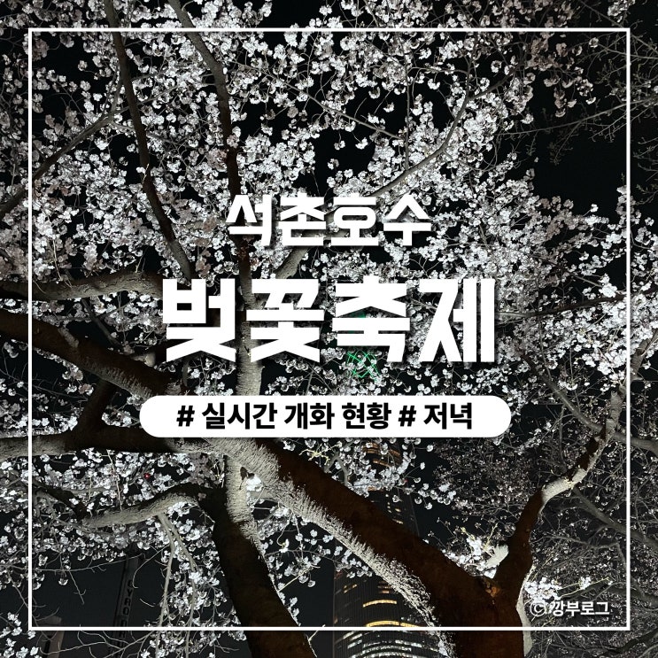  [석촌호수] 서울 벚꽃 명소 서호&동호 실시간 개화 현황(2024.04.02 촬영)