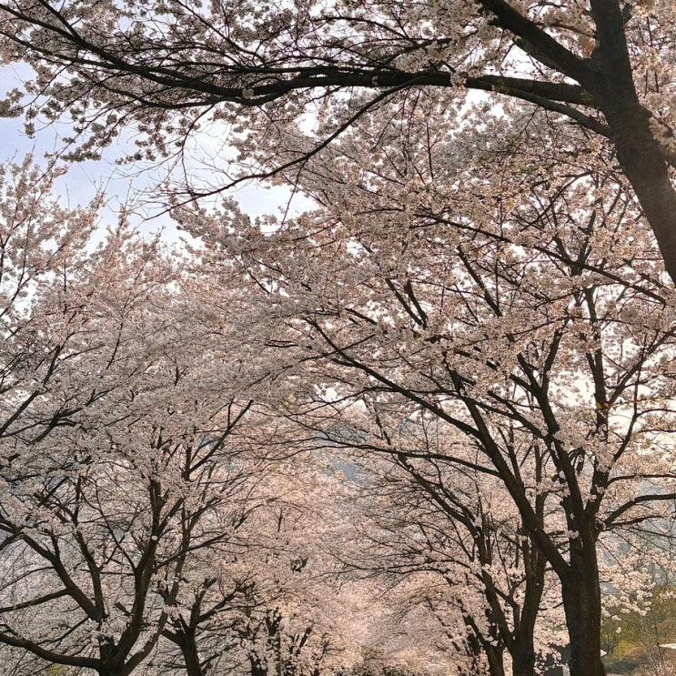  춘천 벚꽃 명소, 마지막 벚꽃엔딩 부귀리 벚꽃길 개화 상황