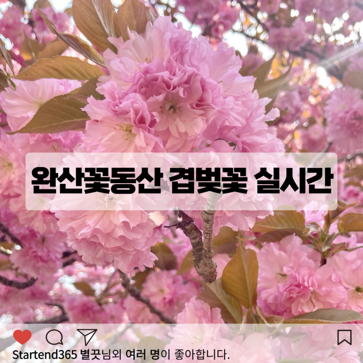  2024 전주 겹벚꽃 명소 완산꽃동산 실시간 개화 현황 주차
