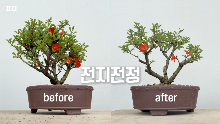  분재 기록 _ 전지 전정 (장수매 가지치기)
