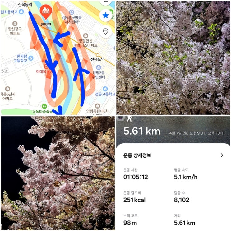  안양천산책 코스 추천 신발벗고걷는흙길 벚꽃산책코스