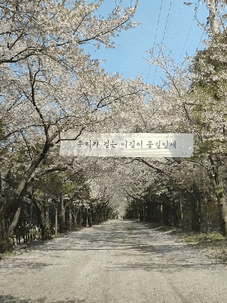 화성 청려수련원 캠핑장, 서울 근교, 동탄 벚꽃캠 명소