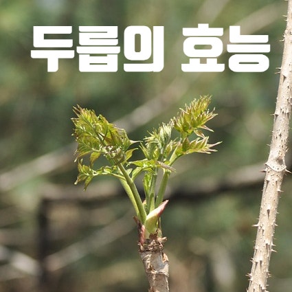  두릅의 효능 요리법 주의사항