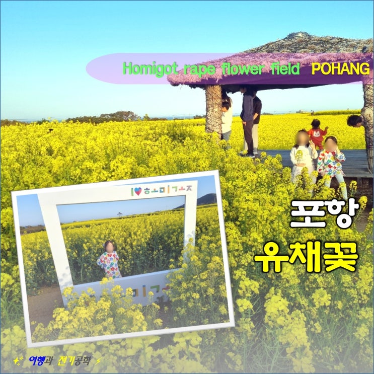  포항 호미곶 유채꽃밭 명소 아름답다 :) 유채꽃 꽃말