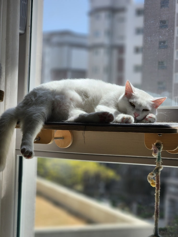 냥집사 백내장 수술 했어요
