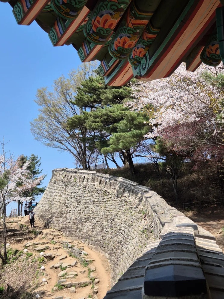  남한산성엔 아직도 벚꽃이 만개!