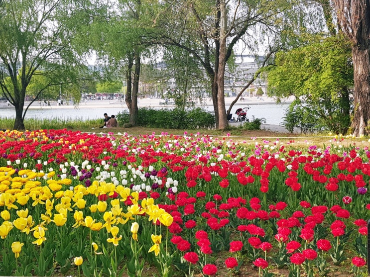  서울 튤립 명소 알아보기! 상암 평화의공원 튤립정원, 서울숲 튤립정원 구경 이모저모