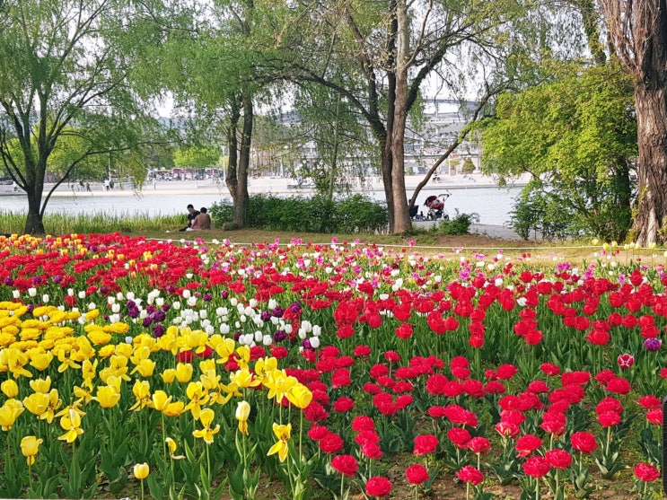 서울 튤립 명소 알아보기! 상암 평화의공원 튤립정원, 서울숲 튤립정원 구경 이모저모