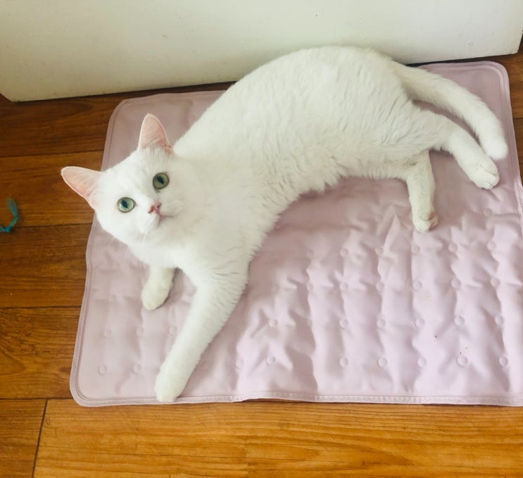  고양이 강아지 쿨링매트 내돈내산