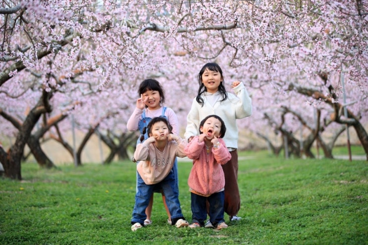  이천 대월 카페 지금만 볼 수 있는 복숭아 꽃과 인생샷찍기 in 도화지