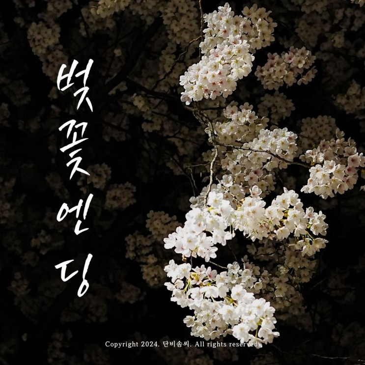 2024 벚꽃엔딩 | 북서울꿈의숲 벚꽃야경 데이트