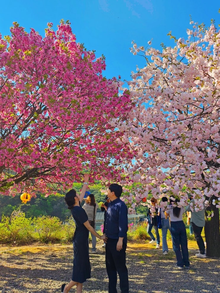  천안 각원사 겹벚꽃 개화 주차 방문시간