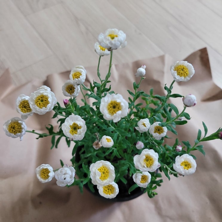  종이꽃(로단테, 로단세, 헬리크리섬)키우기, 노지월동, 장마, 과습