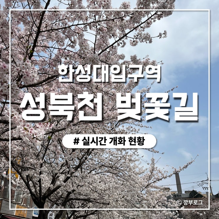  [한성대입구역] 성북천 실시간 벚꽃 개화 현황 (2024.04.01.촬영)