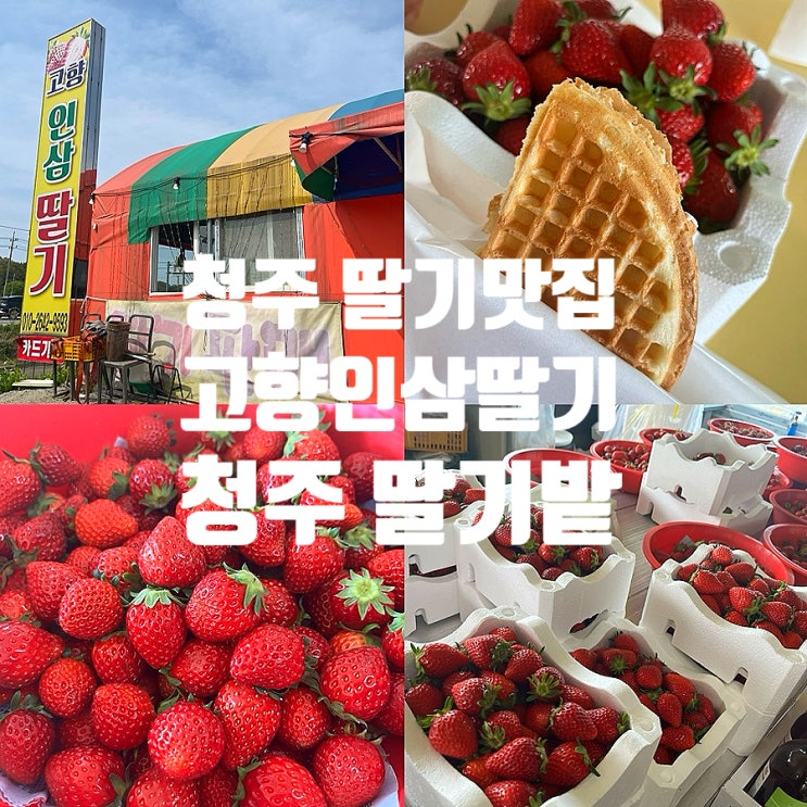  청주 딸기 맛집 고향 인삼 딸기 딸기밭 체험