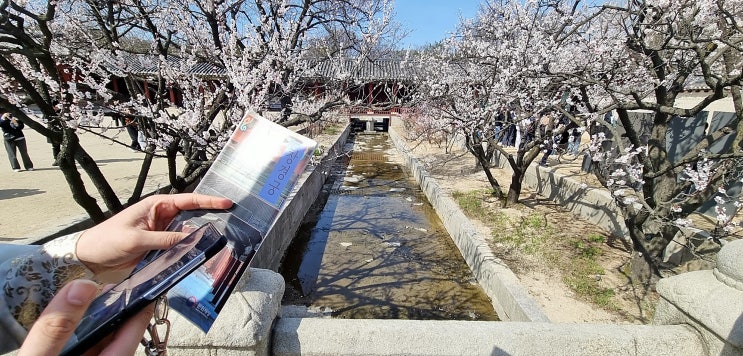  창덕궁에서 친구들과 함께 봄나들이