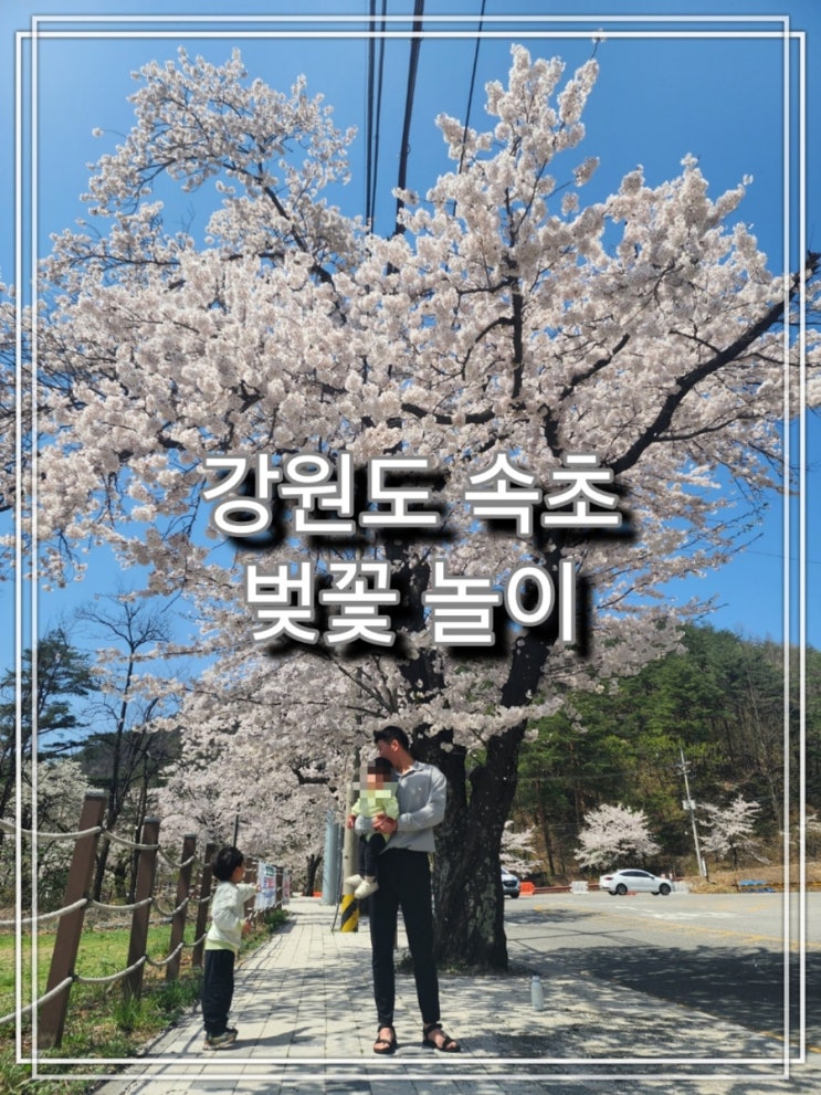  [육아] 강원도 속초 벚꽃 놀이 명소는 설악산로! (설악항에서 설악산 소공원까지)